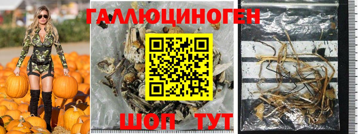 Псилоцибиновые грибы Psilocybine cubensis Кубинка